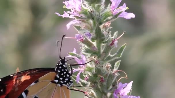 Papillon Tigre uni sur fleur 