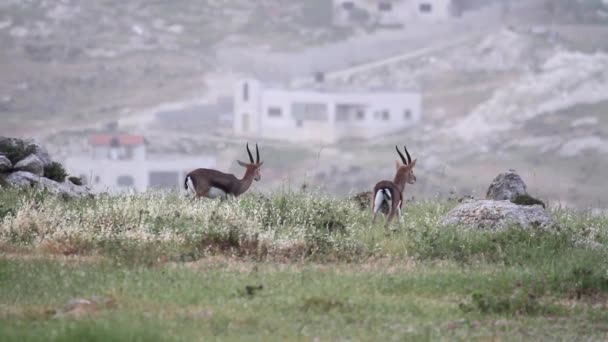 Gazelas de montanha israelenses — Vídeo de Stock