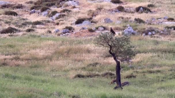 Common buzzard bird — Stock Video