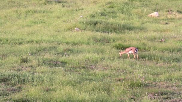 Israeli mountain gazelle eating grass — Stock Video