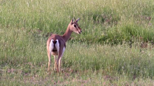 Gazelle de montagne israélienne mangeant de l'herbe 