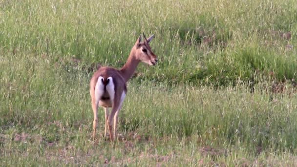 Gazelle de montagne israélienne mangeant de l'herbe — Video