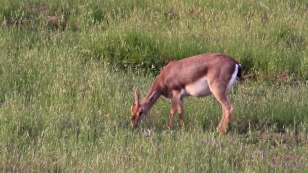 Israeli mountain gazelle eating grass — Stock Video