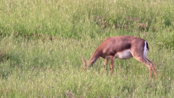 Gazelle de montagne israélienne mangeant de l'herbe — Video