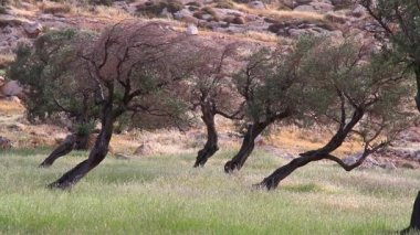 Mor zeytin ağaçları