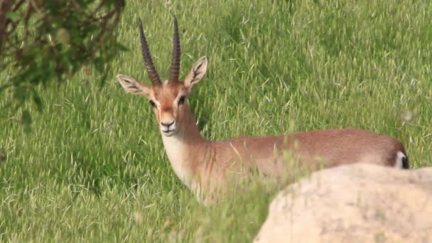 Gazelle staat in gras — Stockvideo