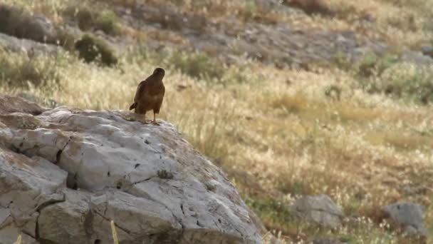 Vanlig buzzard fågel — Stockvideo