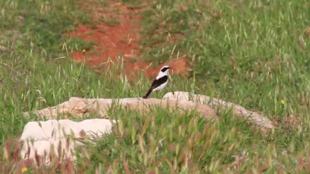 Black eared wheatear — Stock Video