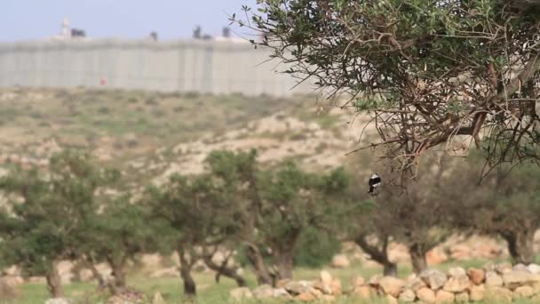 Стена безопасности Северного Иерусалима — стоковое видео