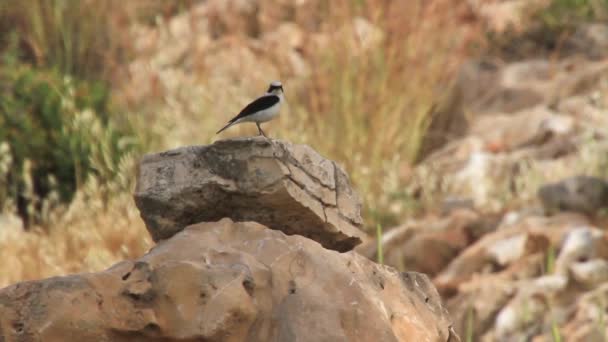 Desert wheatear stand — Stock Video