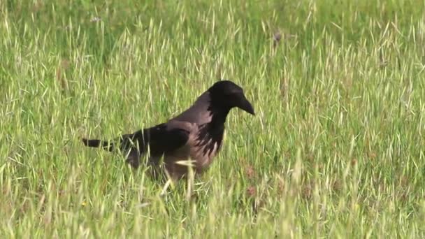 La corneille à capuchon marche dans l'herbe — Video