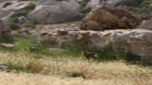 Israeli mountain gazelles — Stock Video