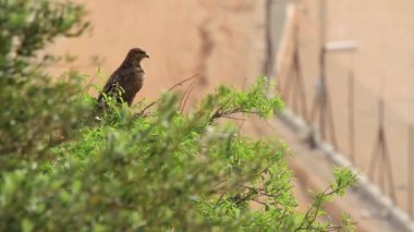 Common buzzard on tree