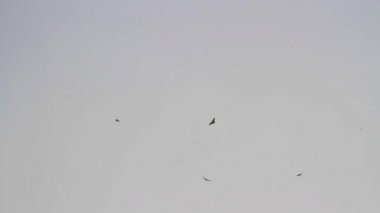 gökyüzünde uçan Kartallar