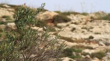 Desert wheatear stand