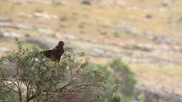 Common buzzard bird — Stock Video