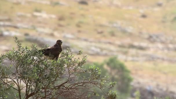 Oiseau buse commun — Video