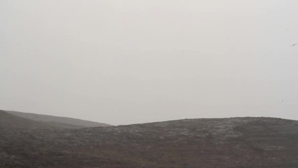 Adelaar vliegen in de lucht — Stockvideo