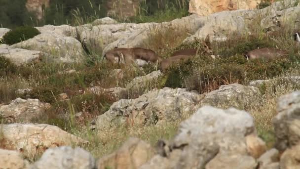 Israeli mountain gazelles — Stock Video