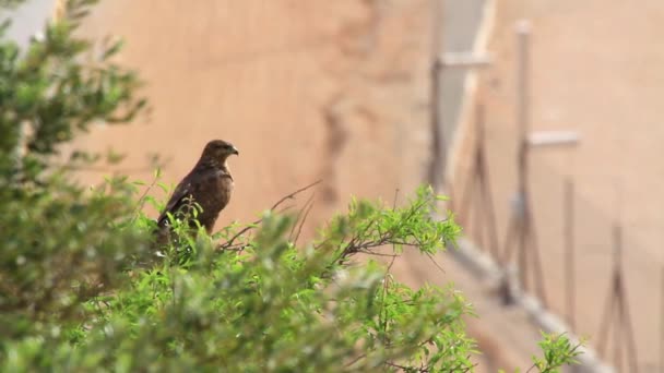 Common buzzard on tree — Stock video