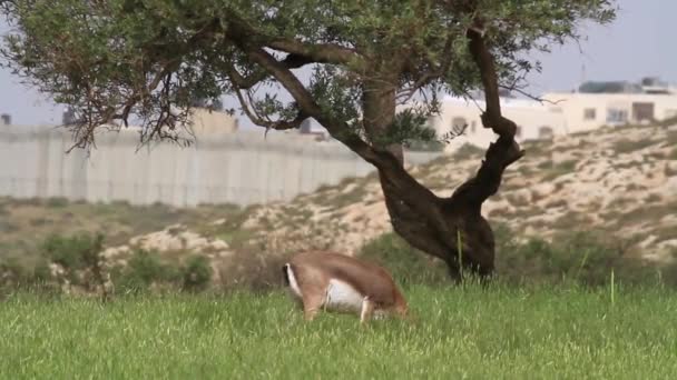 Gazela de montanha israelense — Vídeo de Stock