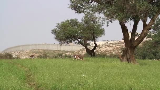Горные газели Израиля — стоковое видео