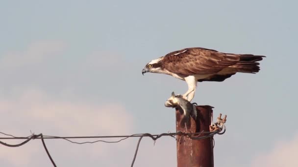 Águila pescadora comiendo pescado — Vídeos de Stock