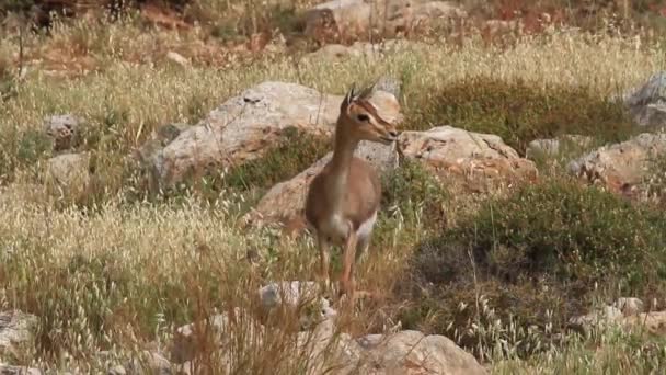 Gacela de montaña israelí — Vídeo de stock