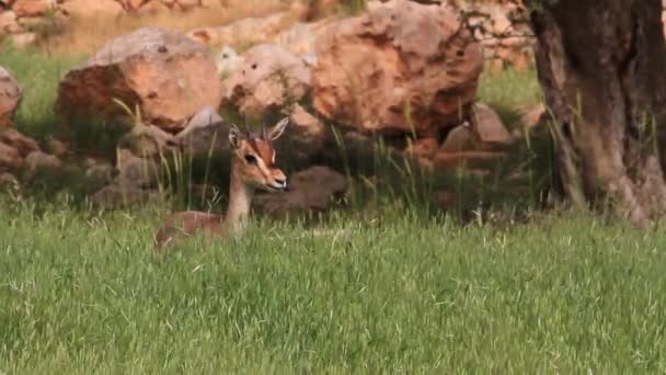 Israeli mountain gazelle — Stock Video