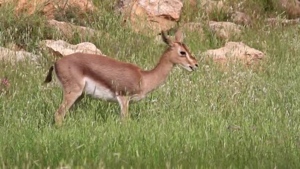 Israëlische berg gazelle — Stockvideo