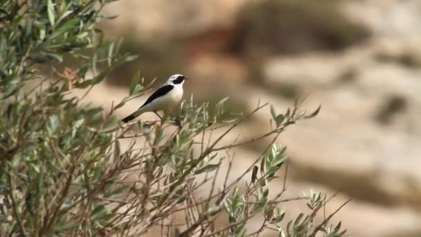 Desert wheatear stand — ストック動画