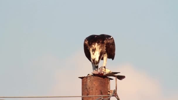 Águila pescadora comiendo pescado — Vídeos de Stock