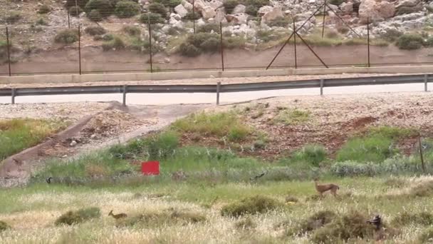 Gacelas de montaña israelíes — Vídeo de stock