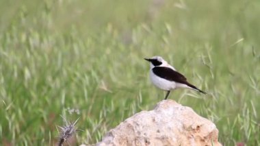 Black eared wheatear bird