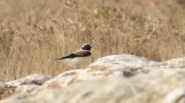 Desert wheatear stand