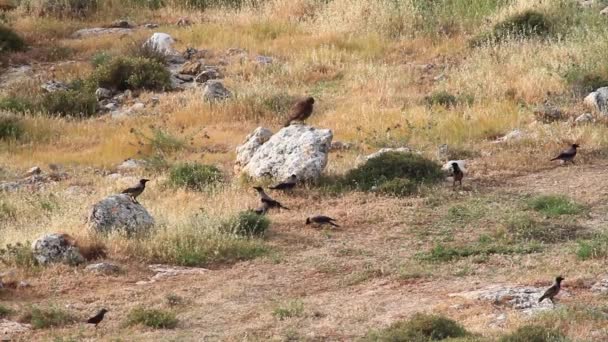 Hooded crow and buzzards — ストック動画