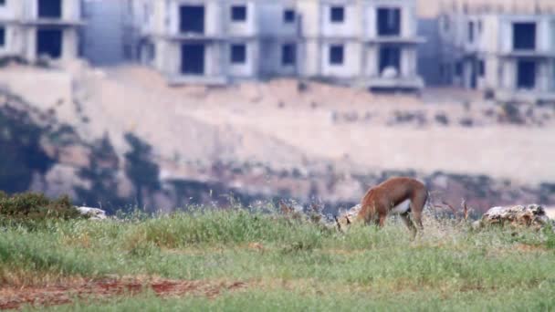 Israeli mountain gazelle — Stock Video