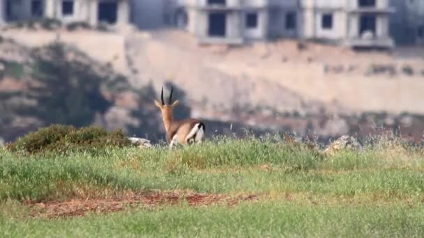 Israëlische berg gazelle — Stockvideo