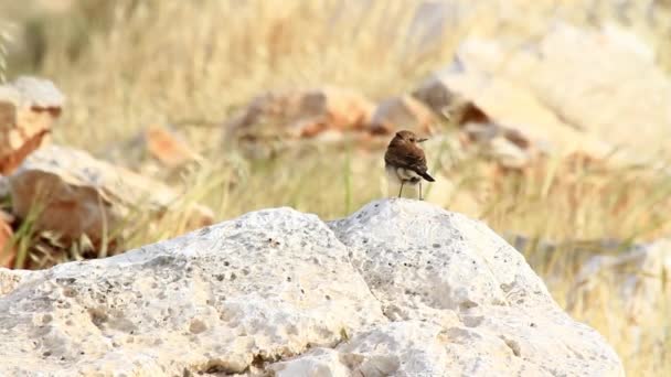 Black eared wheatear bird — Stockvideo