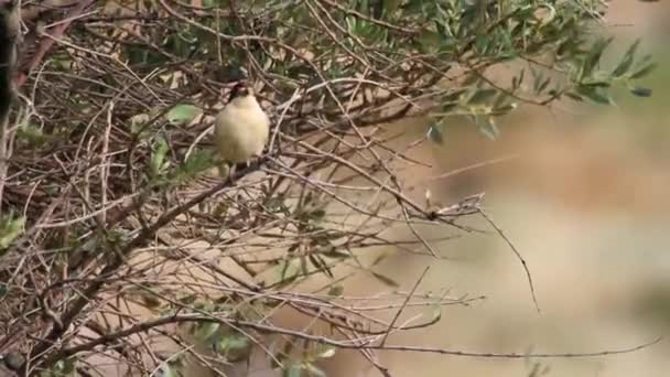 Woodchat pássaro shrike — Vídeo de Stock