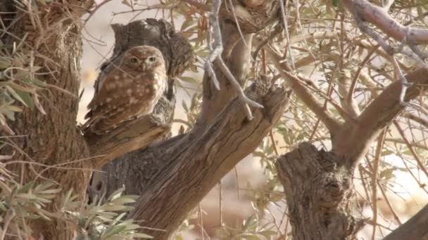 Petite chouette debout sur un arbre — Video