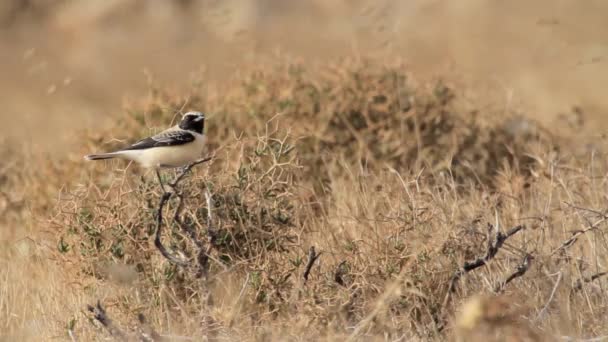 Desert wheatear stand — Stock video