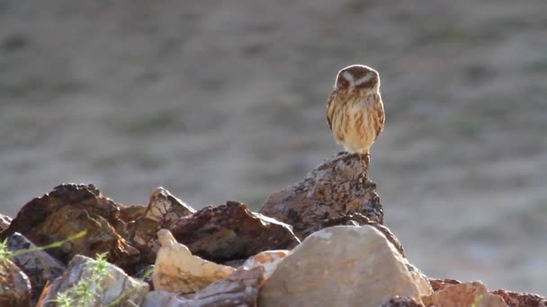 Маленькая сова стоит на камне — стоковое видео