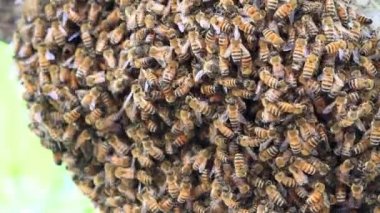Bal yapan arılar