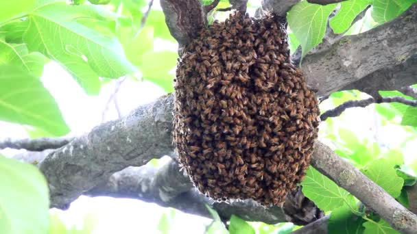 Abejas haciendo miel — Vídeos de Stock