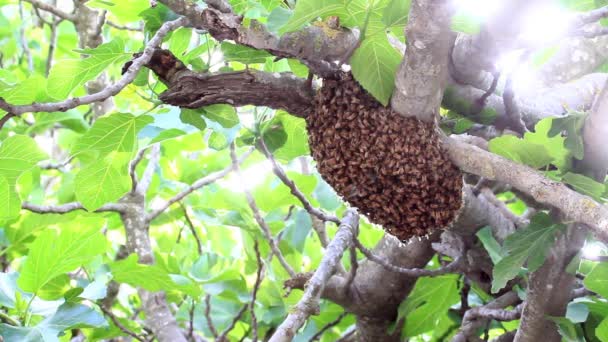 Abejas haciendo miel — Vídeo de stock