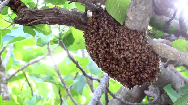 Abejas haciendo miel — Vídeo de stock