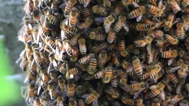 Abejas haciendo miel — Vídeo de stock