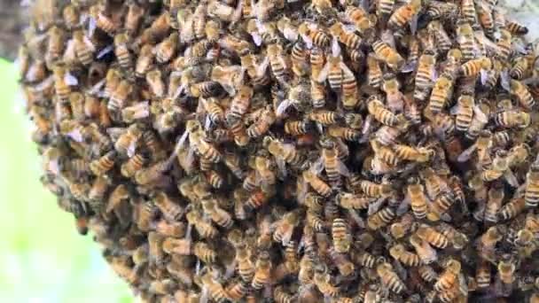 Abejas haciendo miel — Vídeo de stock