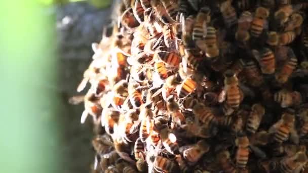 Abejas haciendo miel — Vídeo de stock